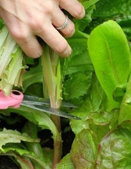 when-to-harvest-lettuce