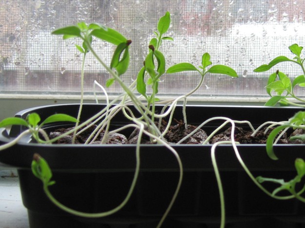 Lanky tomato seedlings